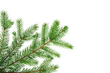 ﻿Green spruce isolated on white background for your design. Christmas tree. Branch with needles