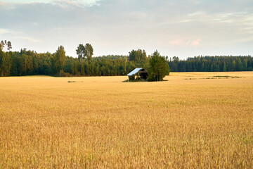 Fototapeta premium Field of gold