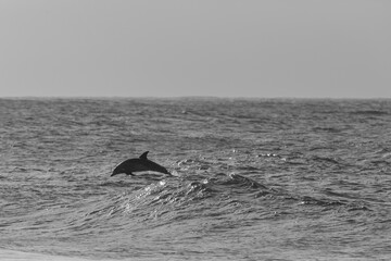 Fototapeta premium dolphin jumping in the ocean