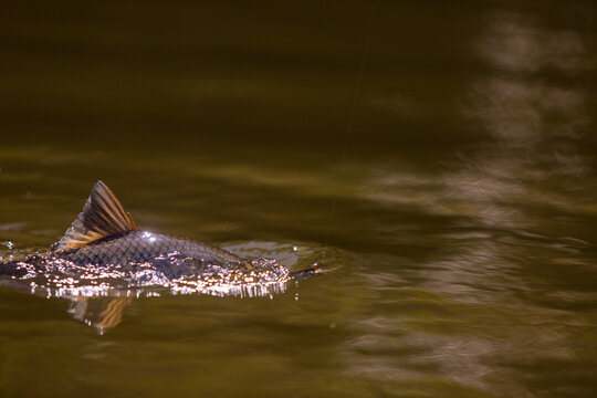 fish in the water
