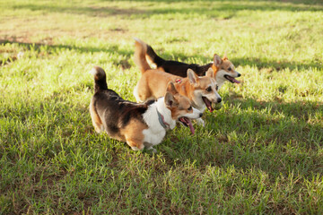 Three welsh corgi purebred dogs running in the park on green grass at daytime in summer or autumn....