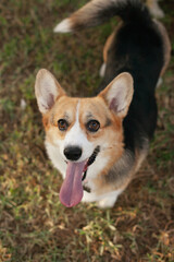 Welsh corgi cardigan dog closeup portrait. Cute puppy smiling in the park with a tongue out., looking to the camera	