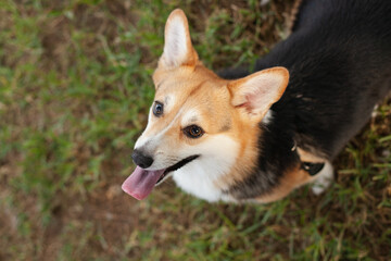 Cute corgi dog with tongue out. Welsh corgi purebred dog looking up to camera asking for food or waiting to be fed.