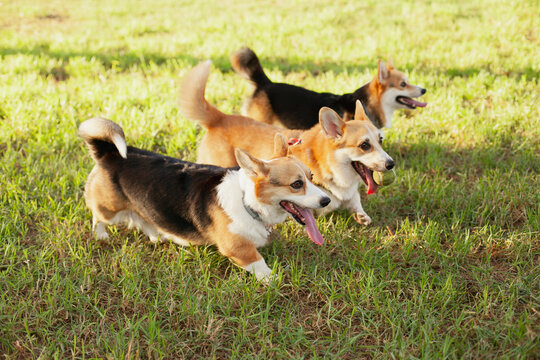 Three Welsh Corgi Purebred Dogs Running In The Park On Green Grass At Daytime In Summer Or Autumn. Owning Multiple Pets Or Puppies.  Queen's Favorite Dog Breed.