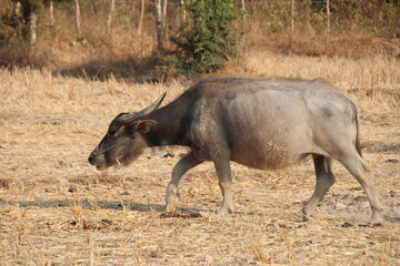 water buffalo in laos 