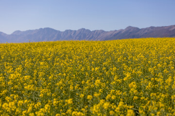 field of rapeseed