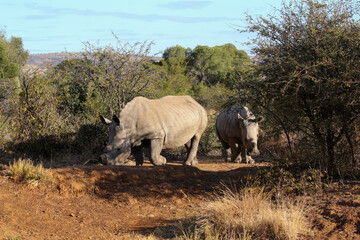 Obraz premium White Rhino or Rhinoceros, Pilanesberg South Africa