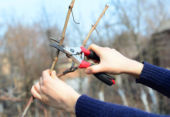 Gardener hands cutting grapevine branch with bypass secateurs in autumn. Grapevine pruning. Pruning...