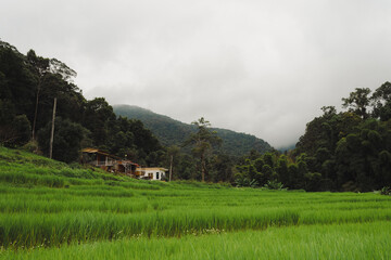 Fototapeta na wymiar Rice Field in Chiang Mai