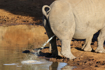 White rhino or rhinoceros, urinating or scent marking, Pilanesberg National Park, South Africa