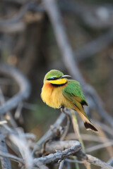 Little Bee-eater, Pilanesberg National Park, South Africa