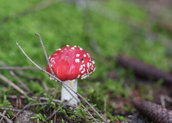 Magic red poisonous mushroom in the forest, Fungi season