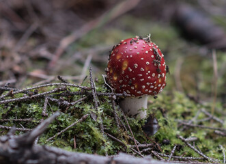 Magic red poisonous mushroom in the forest, Fungi season