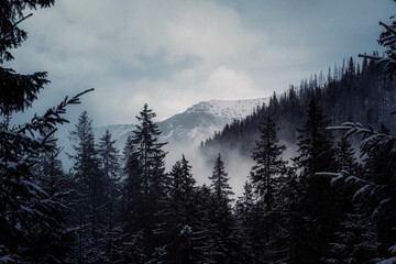 Moody dark image of pine tree forest in the foreground and high mountain ranges in the background during a cloudy and foggy winter afternoon at Morskie Oko, Poland. - obrazy, fototapety, plakaty