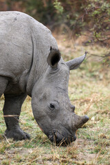 Obraz premium White Rhino or Rhinoceros, Pilanesberg South Africa