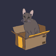 A sphinx cat is sitting in a parcel box.