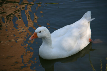 white duck in a canal in france