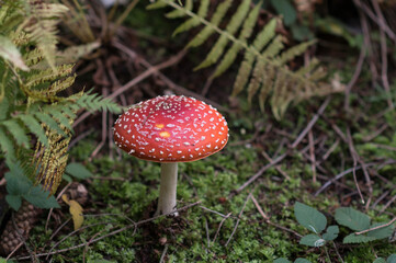 Magic red poisonous mushroom in the forest, Fungi season