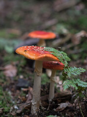 Magic red poisonous mushroom in the forest, Fungi season