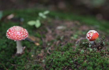 Magic red poisonous mushroom in the forest, Fungi season