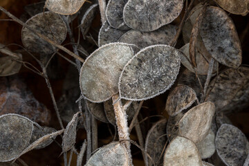 A closeup shot of the autumn dry leaf covered with a layer of ice