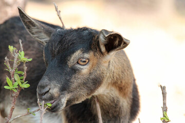 Fototapeta premium young goat in laos 