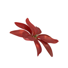 autumn flower with transparent background fit for autumn and fall decoration