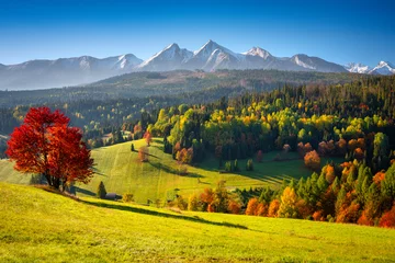 Foto op Plexiglas Tatra Beautiful autumn with a red and yellow trees under the Tatra Mountains at sunrise. Slovakia
