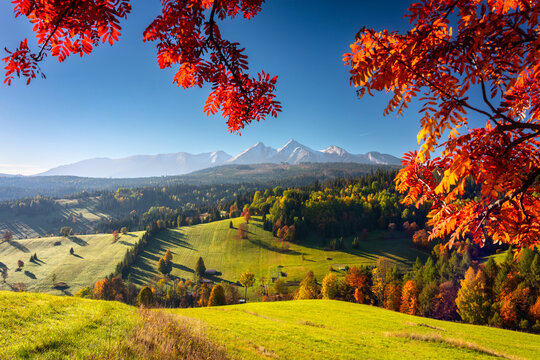 Fototapeta Beautiful autumn with a red and yellow trees under the Tatra Mountains at sunrise. Slovakia