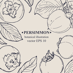 Vector hand darwn persimmon frame. Persimmon elements. Botanical illustration for backdrop, cover design