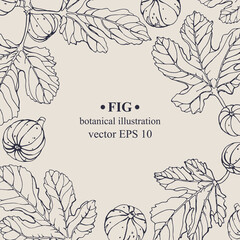 Vector hand darwn fig frame. Fig elements. Botanical illustration for backdrop, cover design