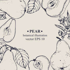 Vector hand darwn pear frame. Pear elements. Botanical illustration for backdrop, cover design