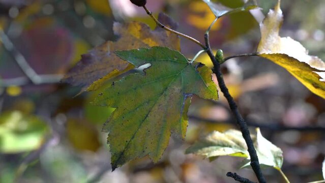 Wild Service Tree, autumn leaves (Sorbus torminalis) - (4K)
