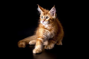 Red tabby American Coon Cat looking at camera.A big cat. Front view, studio shot.