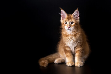Red tabby American Coon Cat looking at camera.A big cat. Front view, studio shot.
