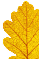 Close up autumn oak leaf with natural texture isolated. Natural bring yellow red autumn leaf, decorative element, macro photo of autumnal foliage. Seasonal fall leaves