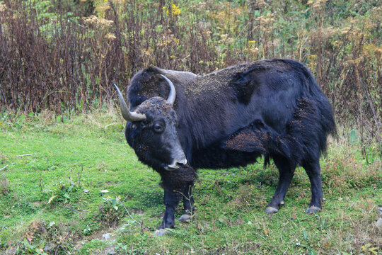yak in bhutan 