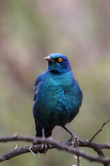 Cape Glossy Starling, Pilanesberg National Park, South Arica