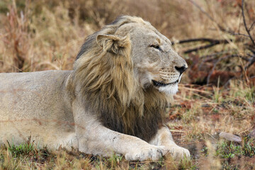 Male Lion, Pilanesberg National Park, South Africa