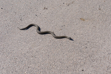 Cold-blooded viper is slithering on asphalt road in Dnipro city, Ukraine