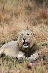Male Lion, Pilanesberg National Park, South Africa
