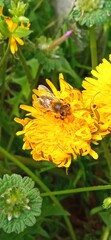 bee on yellow flower