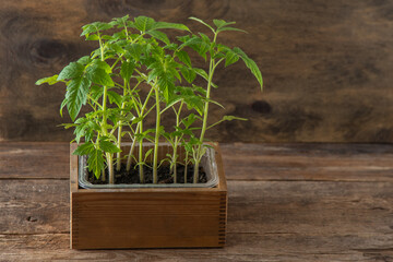 Seedling of tomatoes. Spring gardening. Bush of tomato. Grow vegetables at home. Propagation and planting a vegetable garden. Plant in a box. Wooden background.
