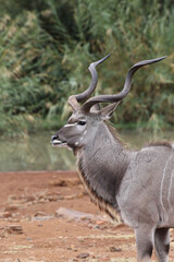 Kudu bull, Pilanesberg National Park, South Africa