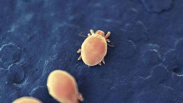 3d rendered medical animation of  dust mites