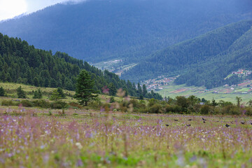 Fototapeta na wymiar The beautiful scenic valley of Phobjikha, Wangdue, Bhutan