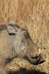 Warthog, Pilanesberg National Park, South Africa