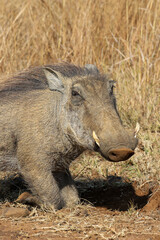 Warthog, Pilanesberg National Park, South Africa