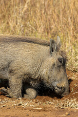 Warthog foraging and digging for roots and shoots, Pilanesberg National Park, South Africa