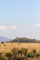 Fototapeta na wymiar Giraffe, Pilanesberg National Park, South Africa
